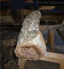 Korkeiche Eiche Baumstamm Korkstamm  Terrarium Holz Rohling Drechselholz 79 kg