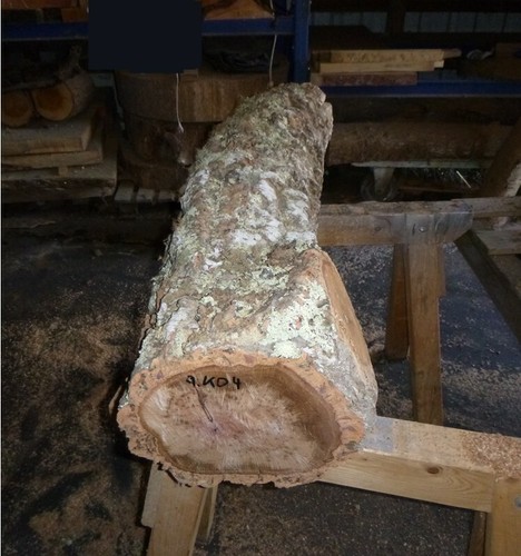 Korkeiche eiche baumstamm - korkeiche,