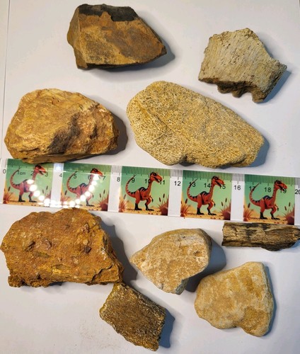 Seltene fossil sammlung 9x - sammlung!,