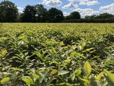 Esskastanie / Marone 3st