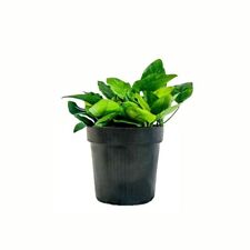 Mutterpflanze Aquariumpflanze Anubias barteri nana Nr.301 XL Pflanzen AquaOne