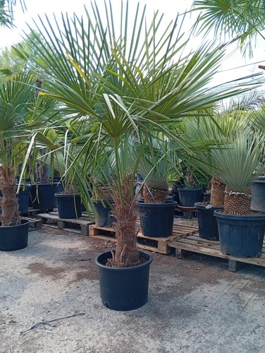Xxl palme winterhart - 19, grad