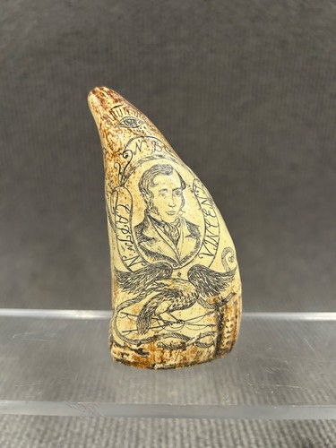 Pottwal scrimshaw maritimer - pottwal,