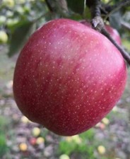 Braeburn Apfelbaum –