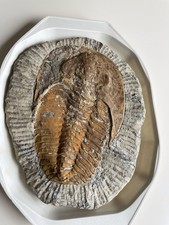 Trilobit groß fossil - trilobit,