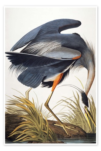 Poster graureiher john - graureiher,