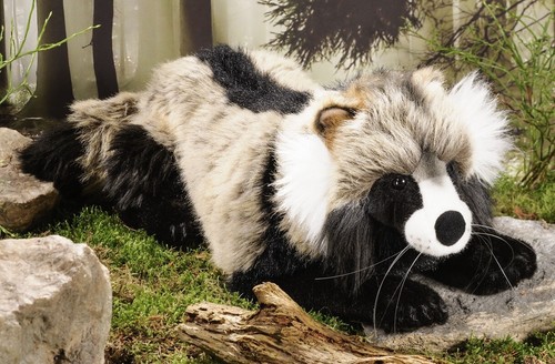 Waschbär hund von kosen - von,