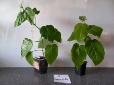 Mango und Granadilla Pflanze 