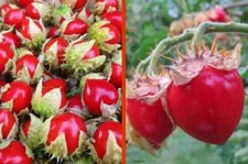 Litchi tomate - litchi-tomate, –