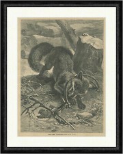 In der Falle Fuchs Reineke Vogel Eisen Baumstumpf F. Specht Faksimile_E 25568