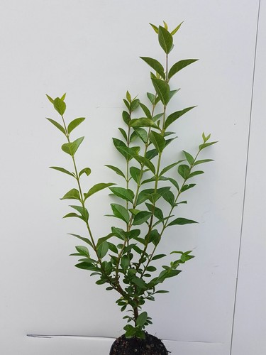 Liguster ovalifolium - 25,