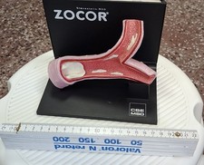 Anatomisches modell einer - anatomisches,