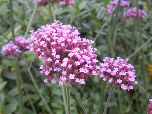 Pflanze/Blume/Staude