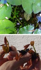 Blaue Seerose Wasserpflanzen für das Aquarium gegen Algen Dekoideen Deko Samen