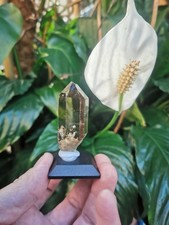 Sammlungsauflösung Alpiner