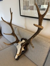 Jagdtrophäe Hirschgeweih, 10-Ender aus der Eifel