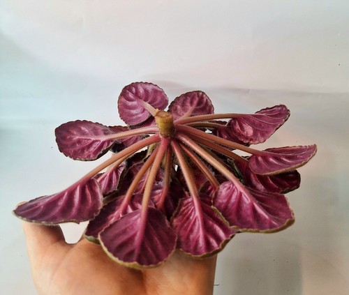 Standard african violet - african,