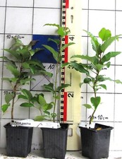 Pyrus pashia  /  seltene nepalesische Wildbirne     (Pflanze im Topf)