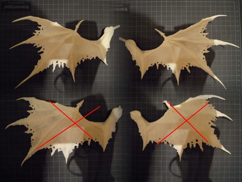 Modelkit demon beast - modelkit:,