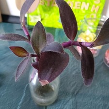 Tradescantia purple heart 3x - ,