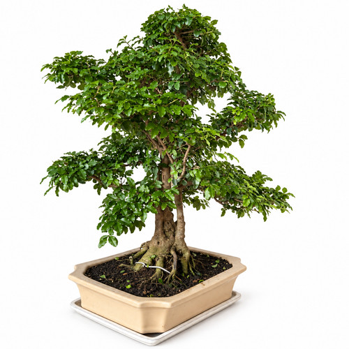Bonsai ligustrum jahre - bonsai,