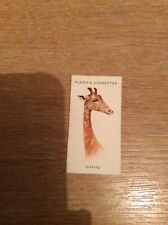 T2-1a Zigarettenkartenspieler