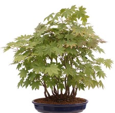 Bonsai - Acer palmatum - Japanischer Fächerahorn - Wald mit 14 Bäumen 204/94