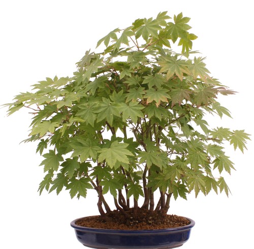 Bonsai acer palmatum - -,