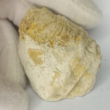 Versteinerte Muschel im