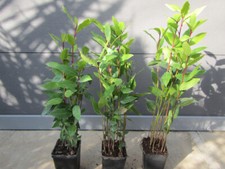 Laurus nobilis - Gewürzlorbeer - Echter Lorbeer – Pflanze 30-50cm - Frosthart