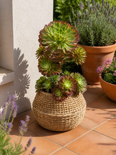 80002746 aeonium arboreum - 80002746,