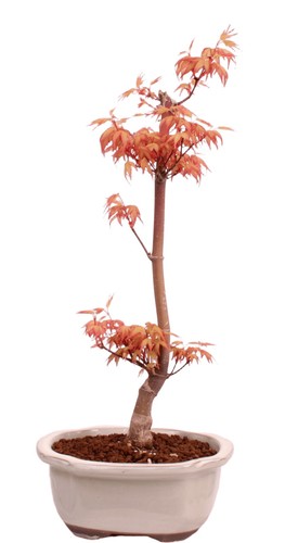 Bonsai acer palmatum - bonsai,