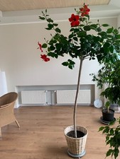 7 Stecklinge Hibiskus rosa