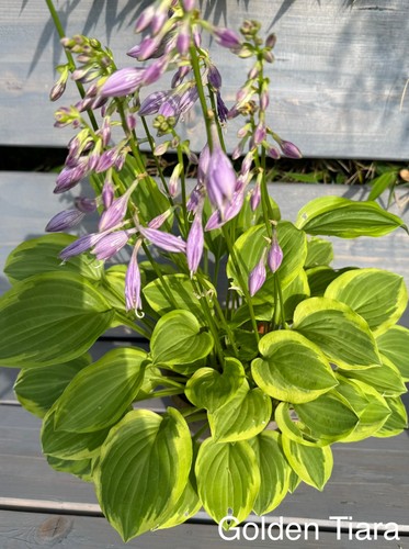 Funkie hosta golden tiara - funkie/hosta, –