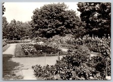 AK Forst Lausitz Rosengarten 