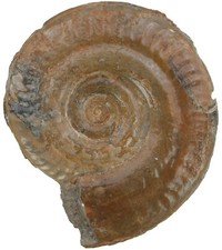 Lias  Hildoceras semipolutum