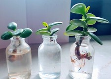 Crassula ovata Geldbaum