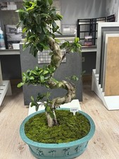 Ficus ginseng bonsai - ficus,