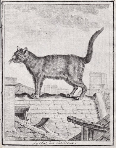 Cat hauskatze chat cats katzen - cats,
