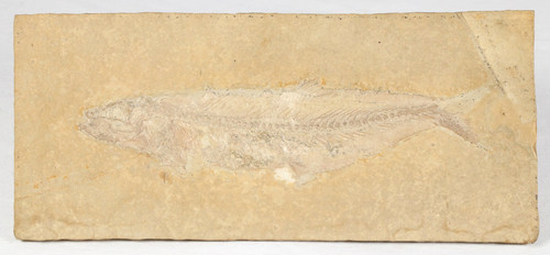 Fisch fossil tharsis dubius - fisch,