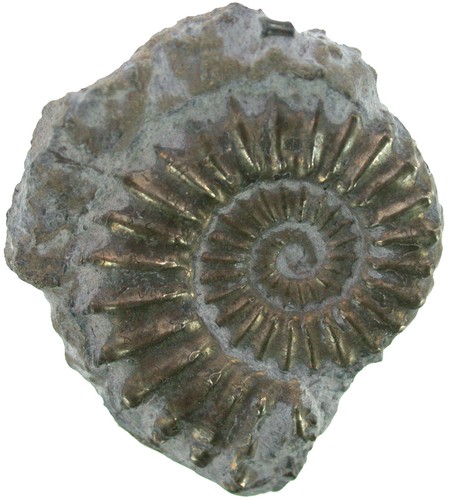 Lias platypleuroceras - lias,