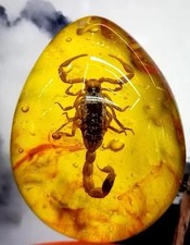 Skorpion Bernstein Varietäten