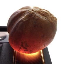 Schöner Herzseeigel Micraster