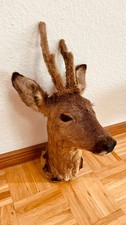 Tierpräparat Präparat