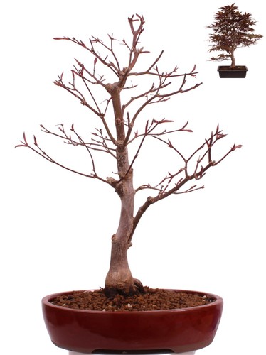 Bonsai acer palmatum - bonsai,