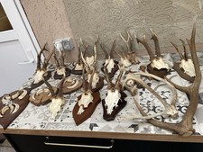 Jagdnachlass – Rehbock-Trophäen & Hirschgeweih / Abwurfstangen Deko & Sammlung