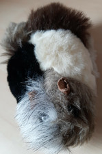 Meerschweinchen,mehrfarbig
