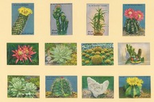 BOTANIKA POSTER BRIEFMARKEN KAKTUS KAKTEEN SCHWEIZER SCHOKOLADE LINDT & SPRÜNGLI ( 1929 )