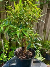 Willow Leaf Ficus Bonsai Tree