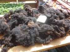 Juraschaf Vlies Rohwolle  gut sortiert - ungewaschen 1kg (6)